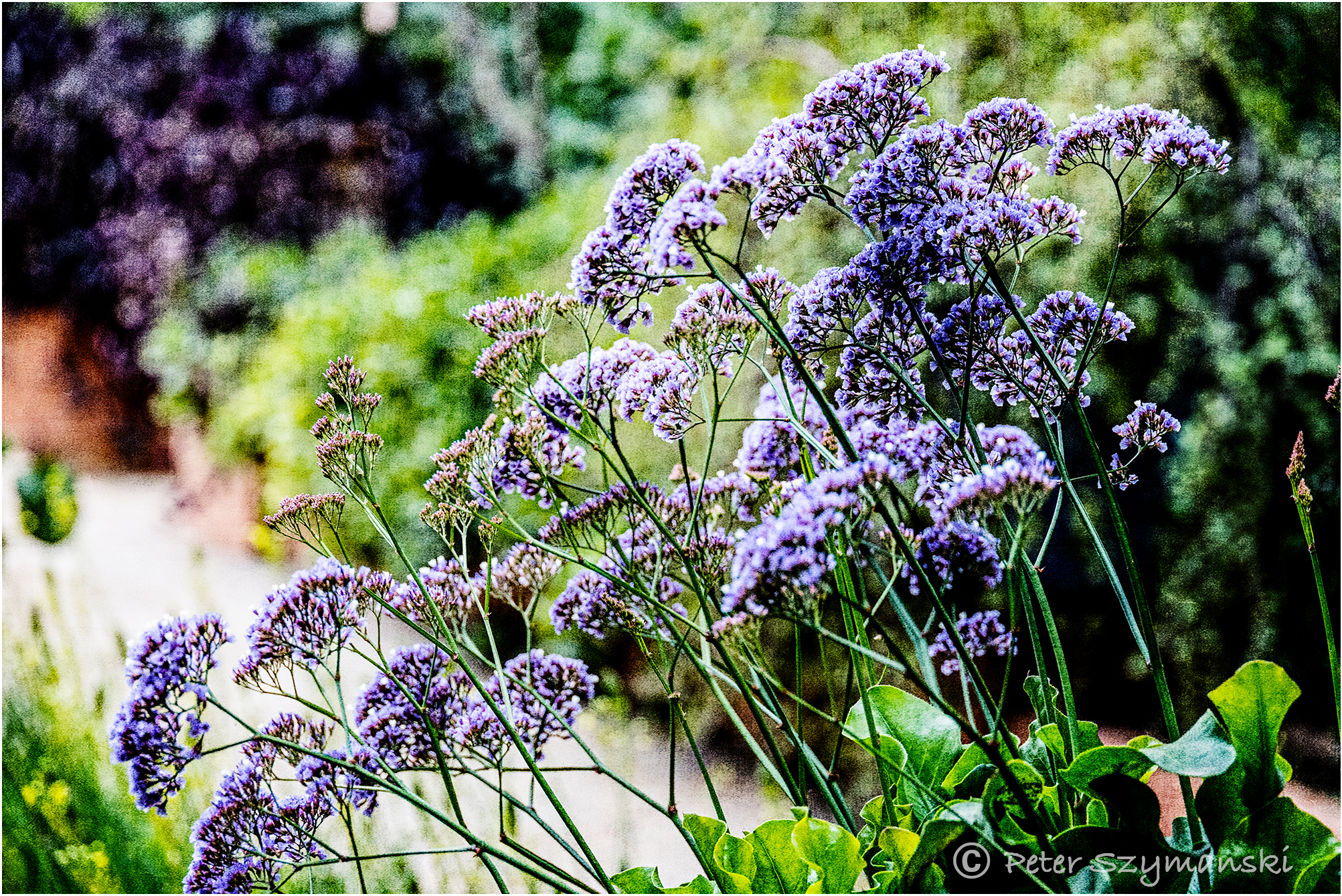 Jardin Majorelle Peter (Beppo) Szymanski
