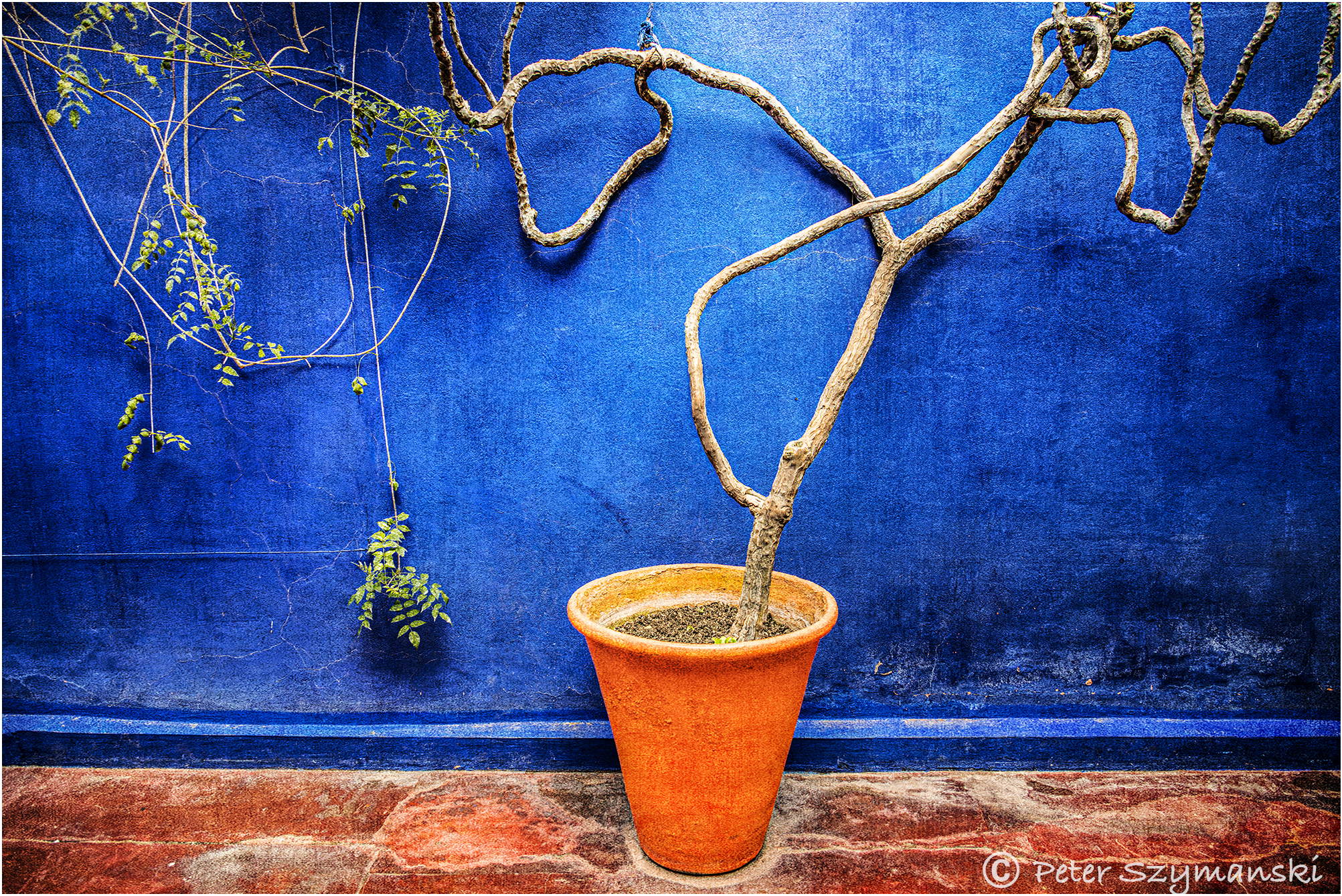 Jardin Majorelle Peter (Beppo) Szymanski