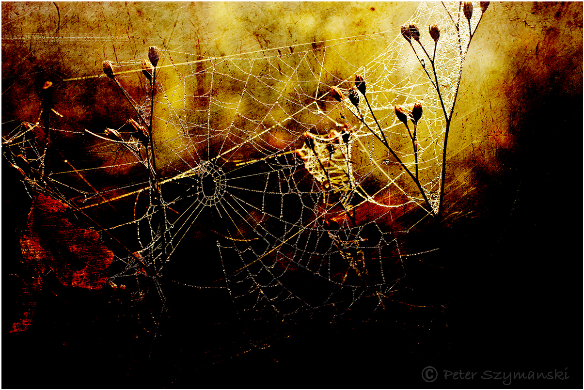 Spinnweben © Peter Szymanski