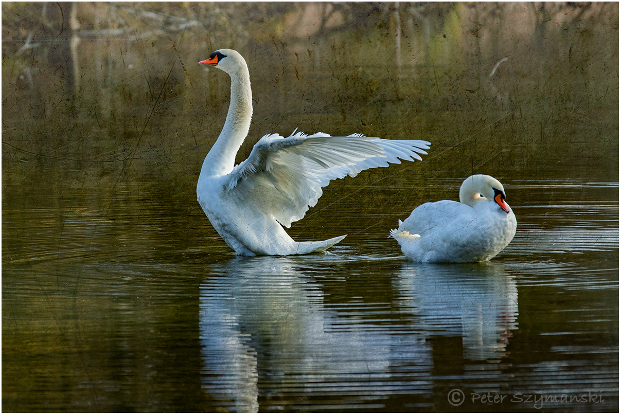Swan © Peter Szymanski