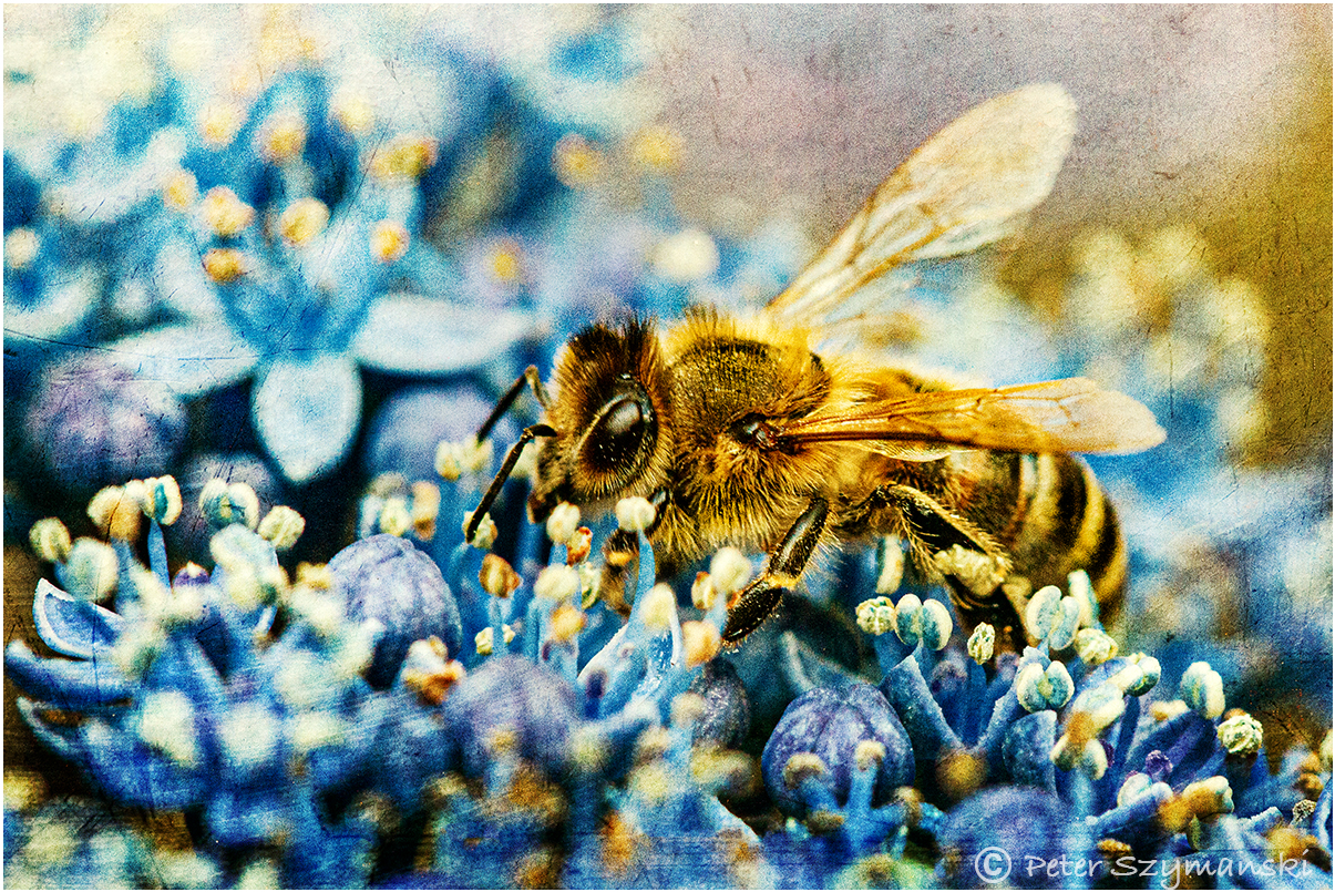 Biene - bee