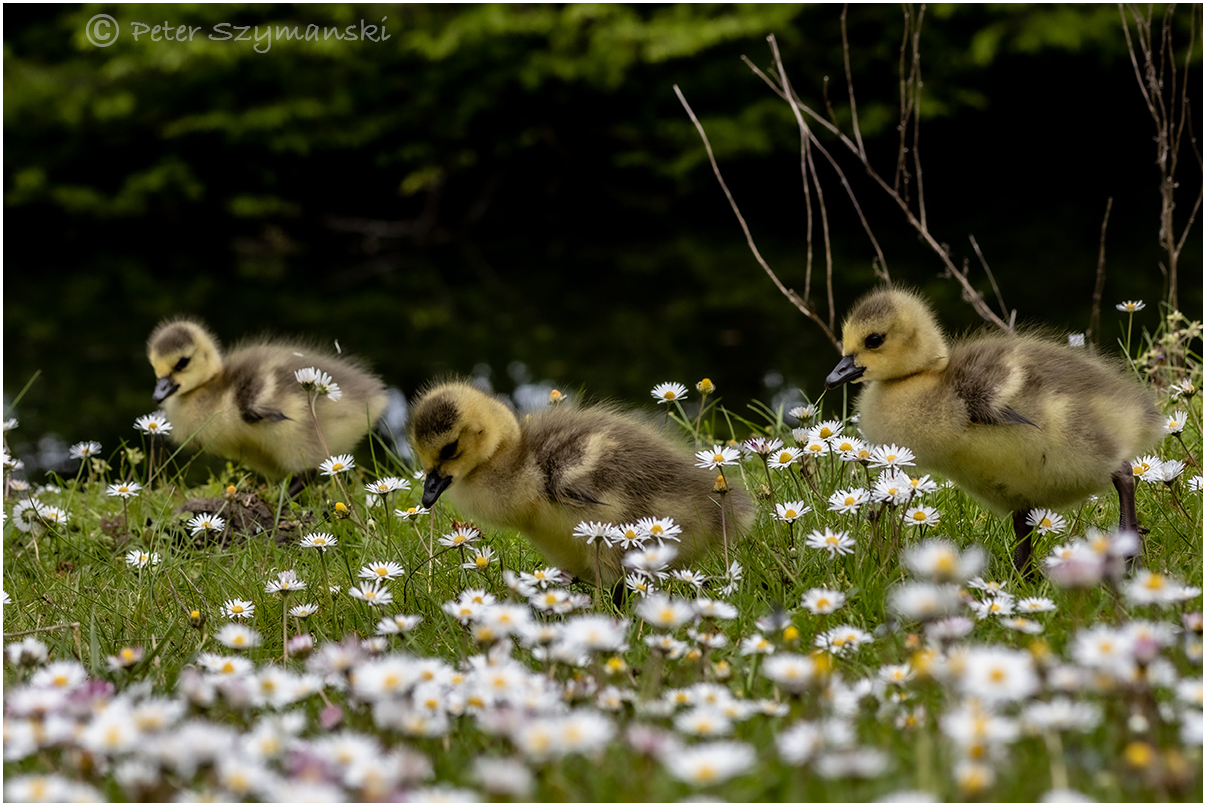 Goose - daisy © Peter Szymanski