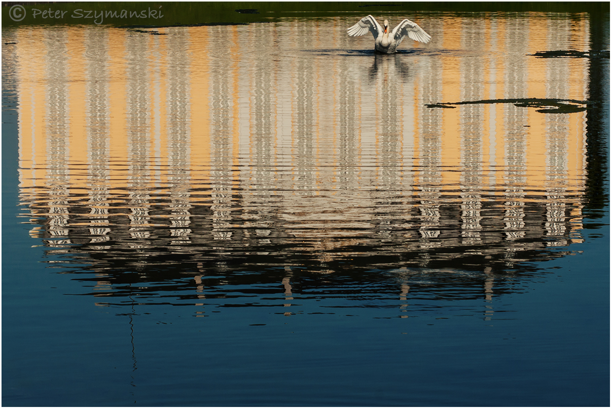 Swan pond © Peter Szymanski