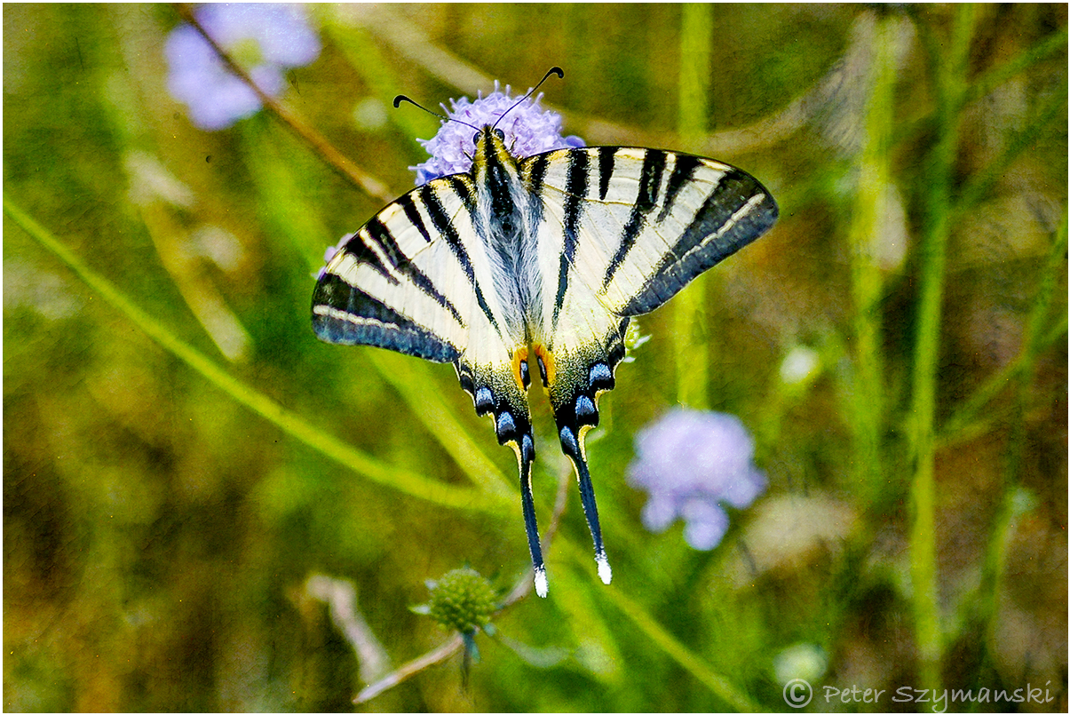Schmetterling Butterfly Schlucken machaon Foto: Peter (Beppo) Szymanski