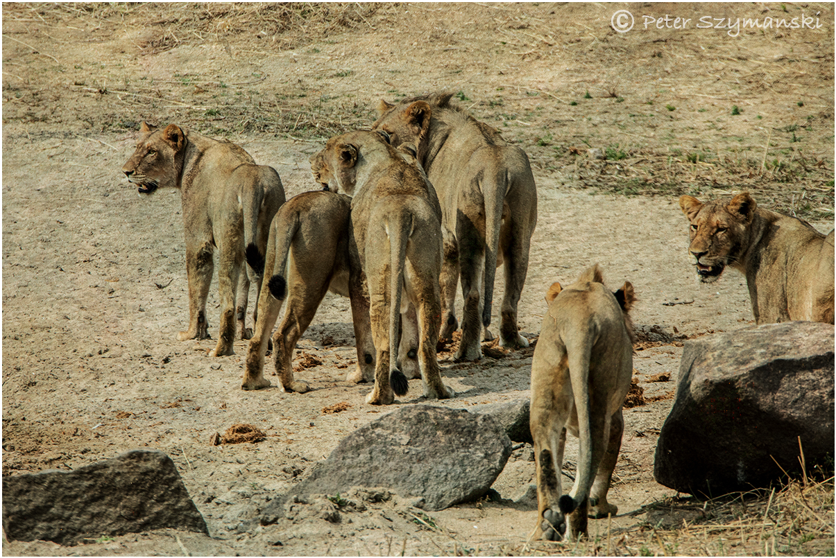 Südafrika Kruger-Nationalpark Löwen Foto: Peter (Beppo) Szymanski